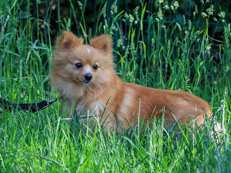 undefined | German Spitz | undefined - 2