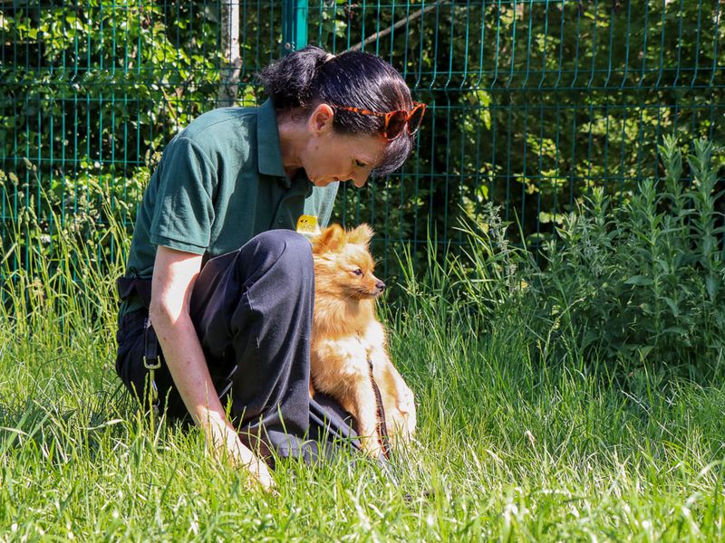 undefined | German Spitz | undefined - 3