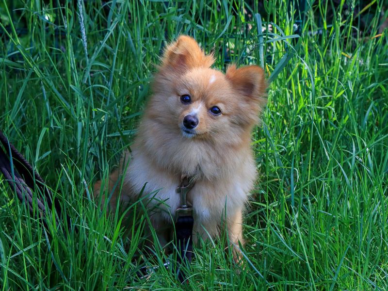 undefined | German Spitz | undefined - 1