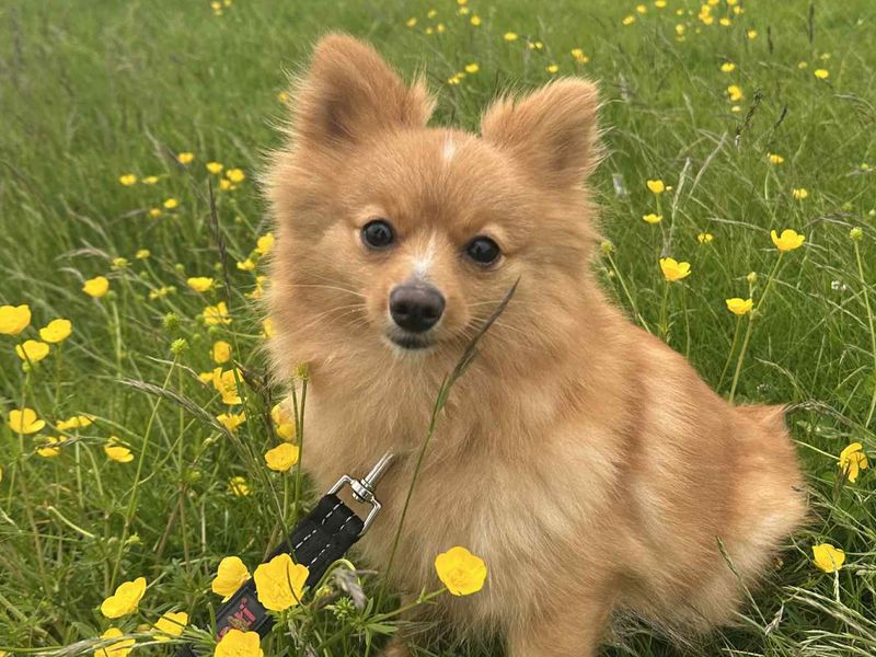 undefined | German Spitz | undefined - 4