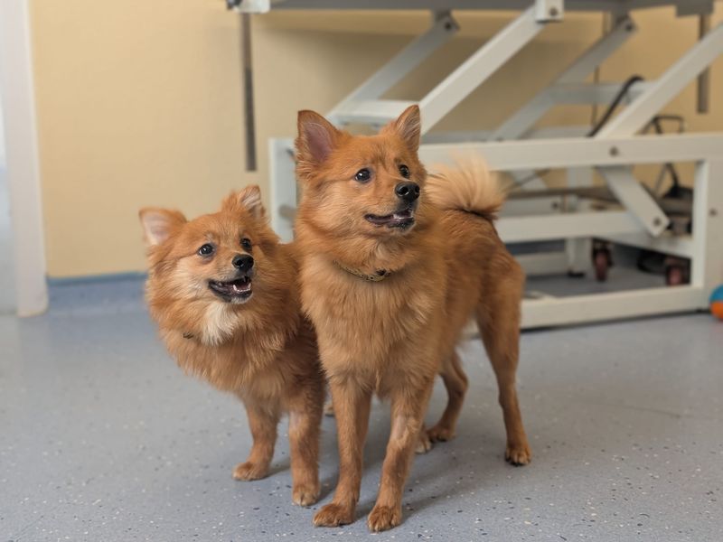 Azalea | German Spitz | Evesham (Worcestershire) - 1