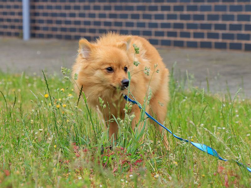 undefined | German Spitz | undefined - 1