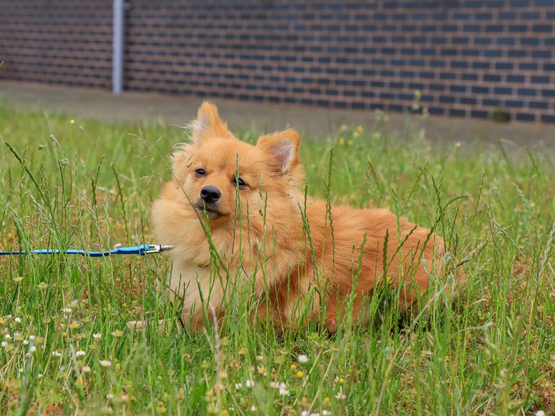 undefined | German Spitz | undefined - 2