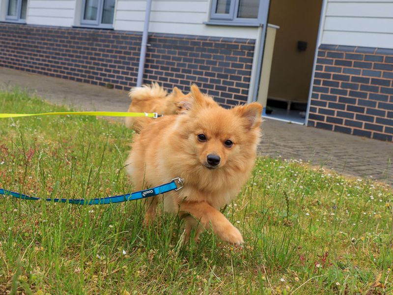 undefined | German Spitz | undefined - 4