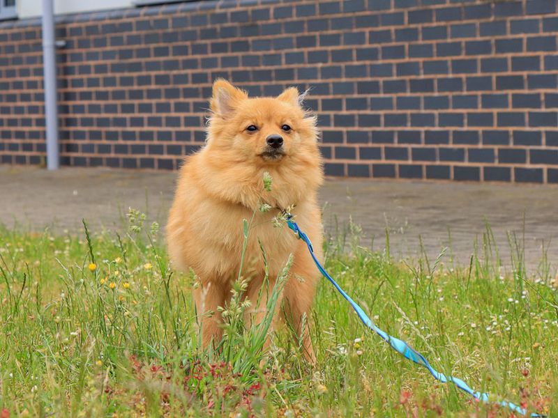 undefined | German Spitz | undefined - 3