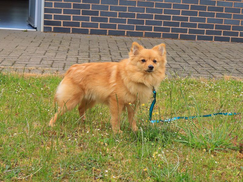 undefined | German Spitz | undefined - 5
