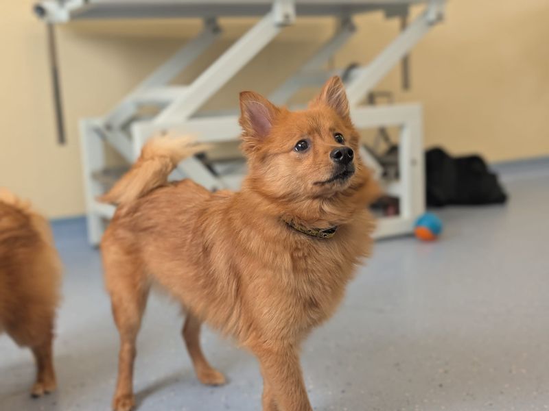 Peony | German Spitz | Evesham (Worcestershire) - 1