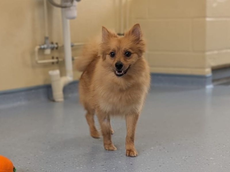 undefined | German Spitz | undefined - 2