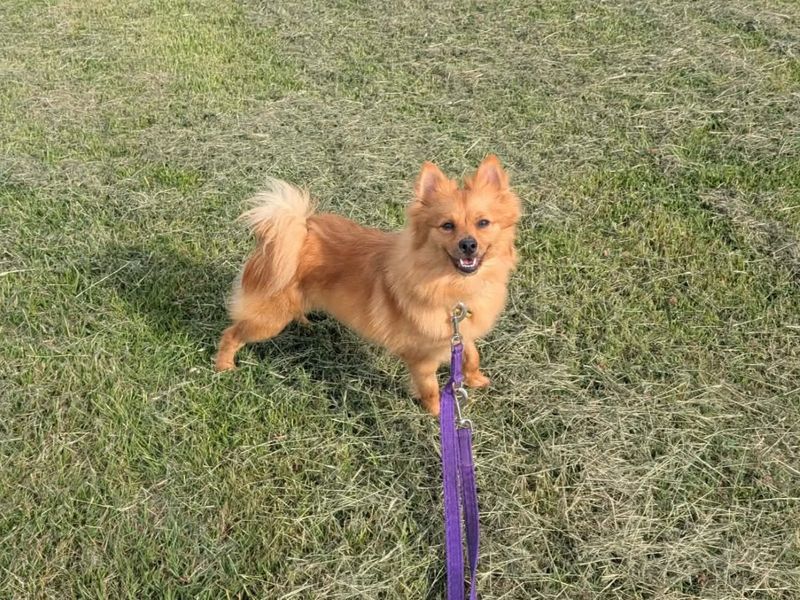 undefined | German Spitz | undefined - 3