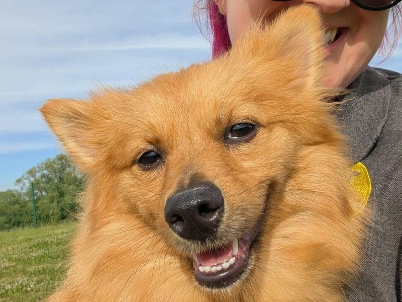 undefined | German Spitz | undefined - 1