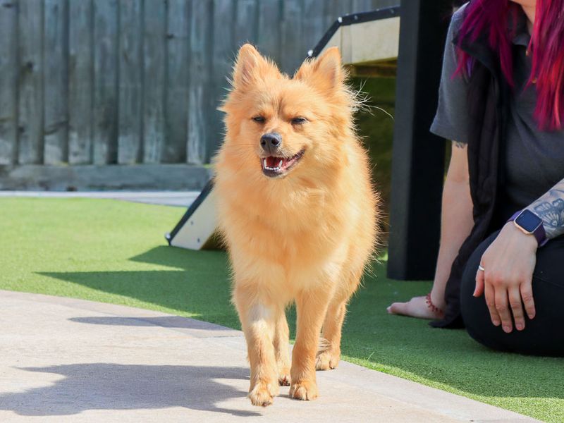 undefined | German Spitz | undefined - 4