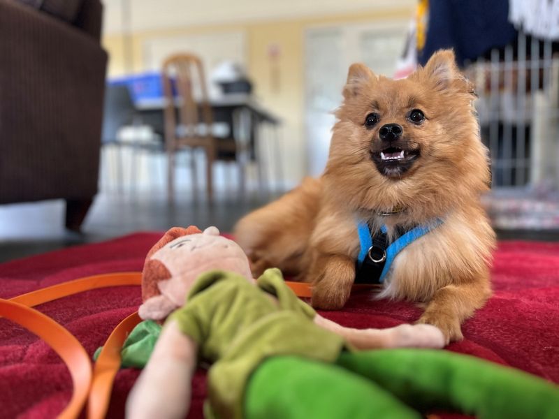 River | German Spitz | Evesham (Worcestershire) - 2