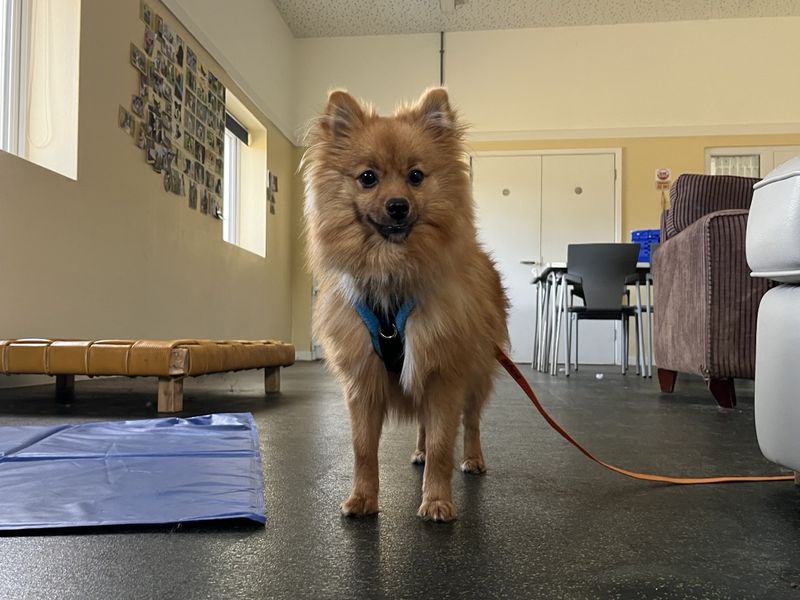 River | German Spitz | Evesham (Worcestershire) - 3