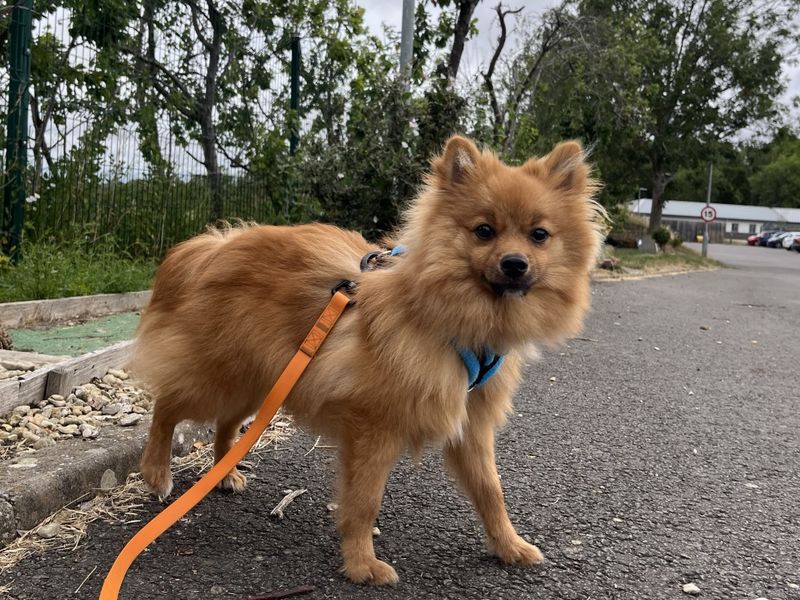 River | German Spitz | Evesham (Worcestershire) - 4