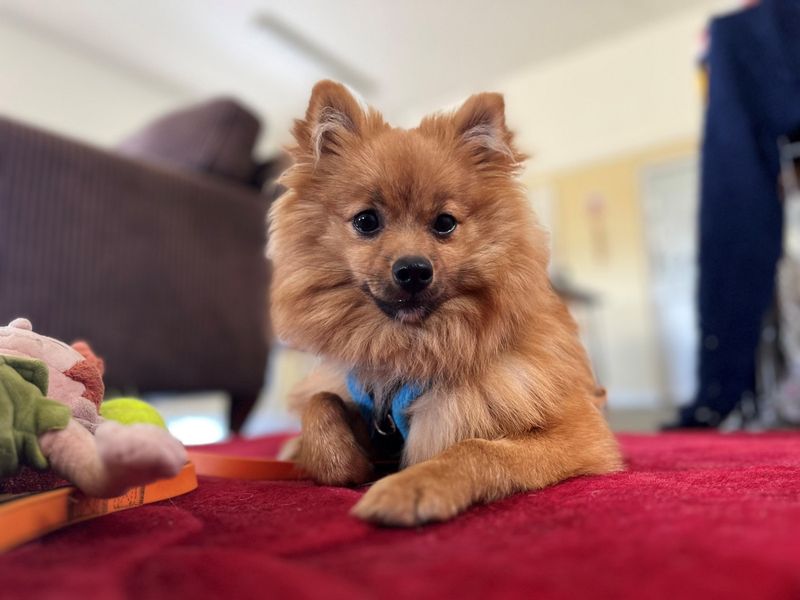 River | German Spitz | Evesham (Worcestershire) - 1