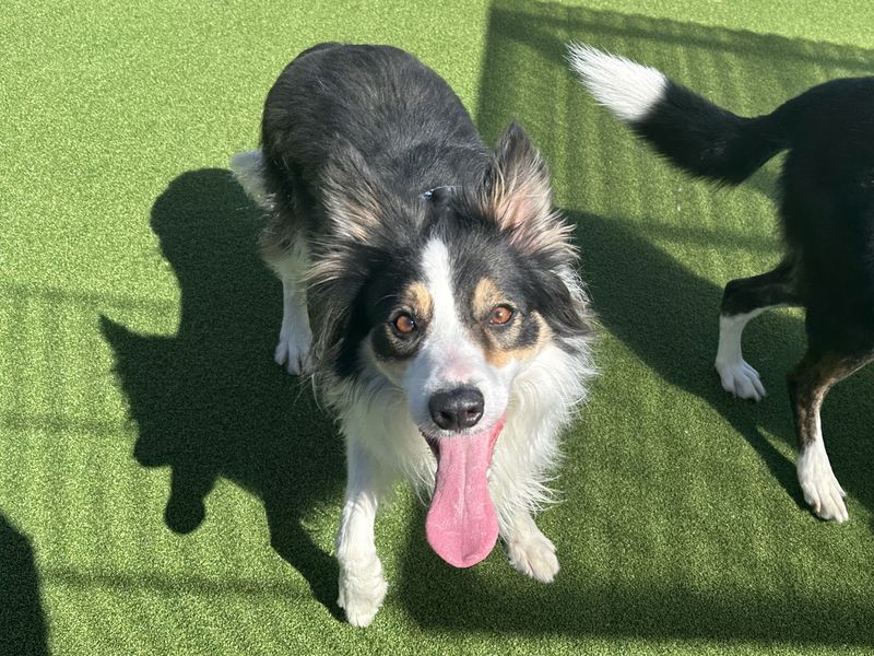 Roxy | Collie (Border) | Basildon (Essex) - 1