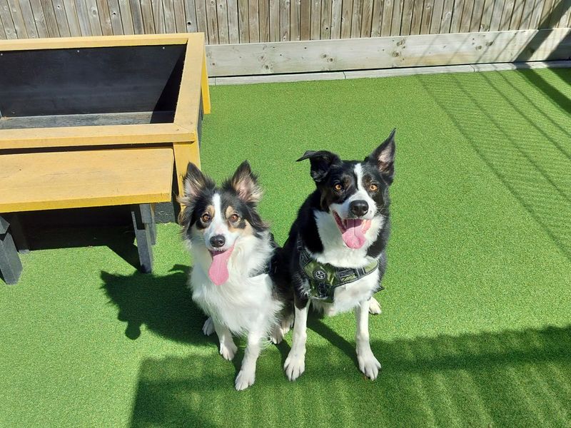 Riley | Collie (Border) | Ballymena (Northern Ireland) - 1