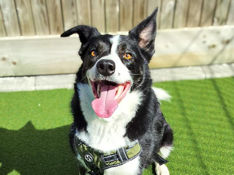 Riley | Collie (Border) | Basildon (Essex) - 3