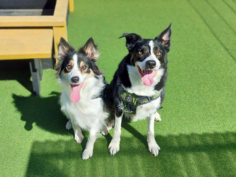 Riley | Collie (Border) | Basildon (Essex) - 1