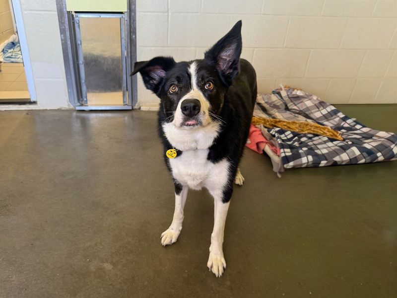 Riley | Collie (Border) | Basildon (Essex) - 2