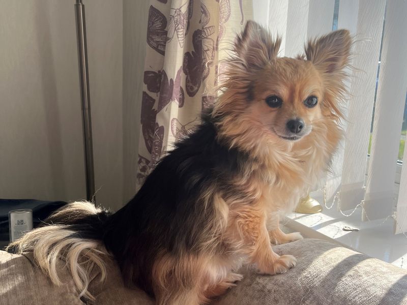Poppy | Chihuahua (Long Coat) | Shrewsbury (Shropshire) - 1