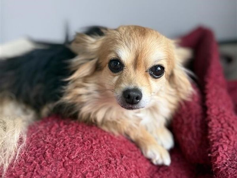 Poppy - Image 2 of 2