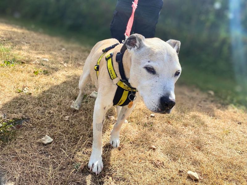 Dennis | Terrier (Staffordshire Bull) Cross | Shoreham (Sussex) - 3