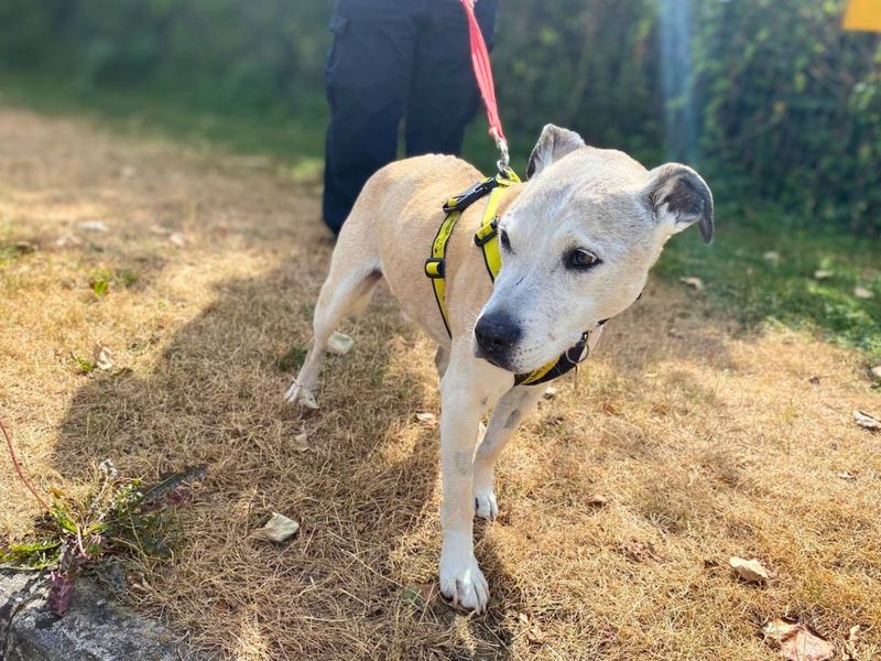 Dennis | Terrier (Staffordshire Bull) Cross | Shoreham (Sussex) - 2