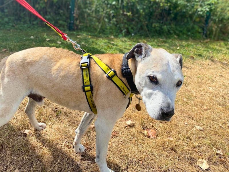 Dennis | Terrier (Staffordshire Bull) Cross | Shoreham (Sussex) - 4