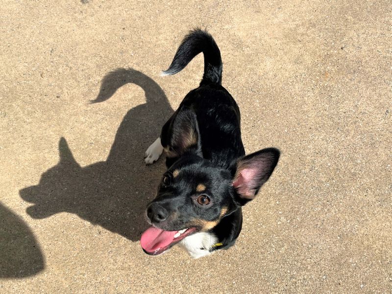 Chihuahua Dogs And Puppies For Adoption