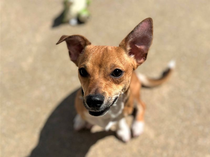 Ronnie | Chihuahua (Smooth Coat) | Bridgend (Wales) - 1