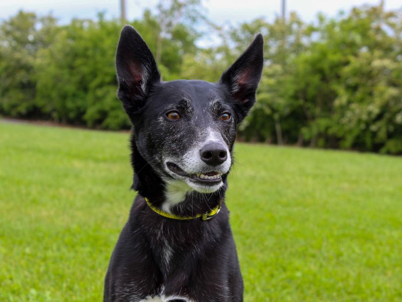 undefined | Collie (Smooth) Cross | undefined - 1