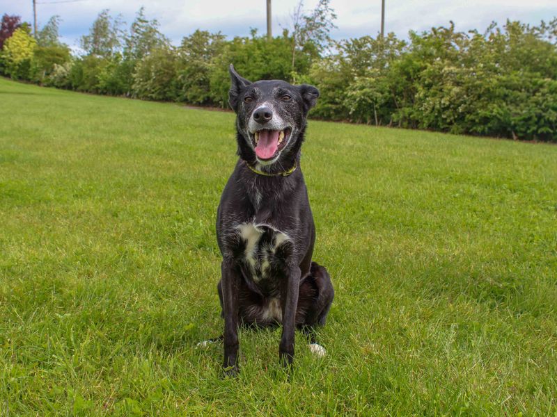 undefined | Collie (Smooth) Cross | undefined - 2