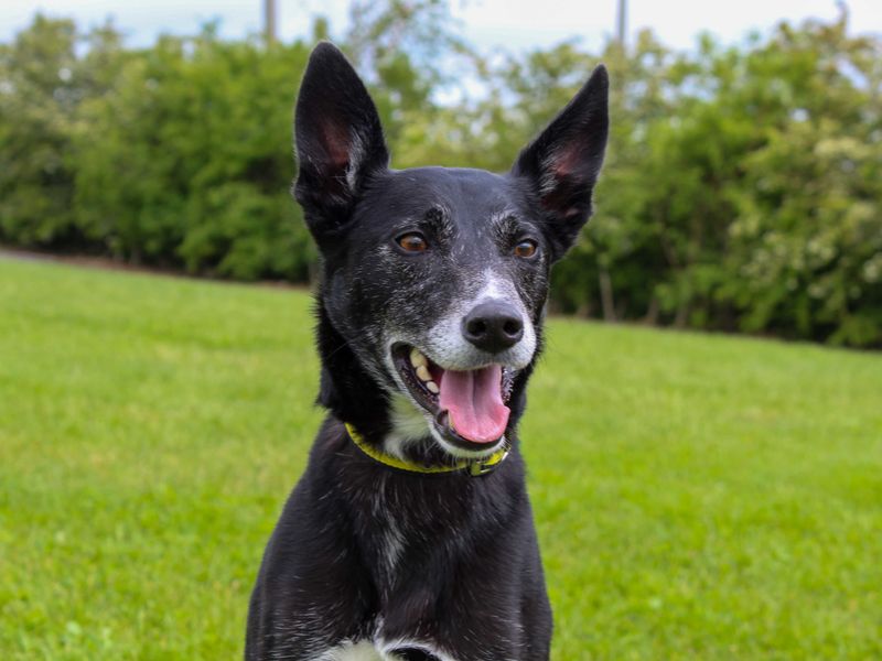undefined | Collie (Smooth) Cross | undefined - 4