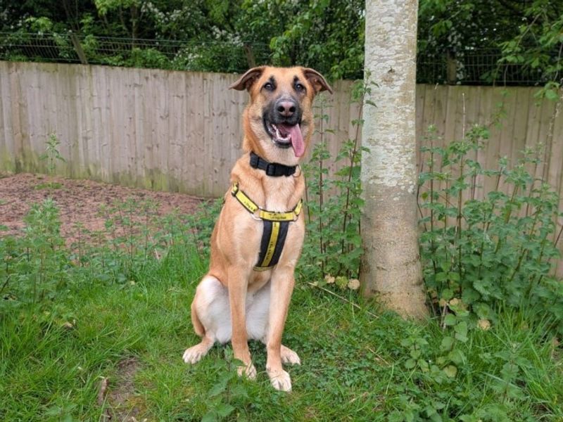 Tinkerbell | Belgian Shepherd Dog (Malinois) Cross | Loughborough - 1