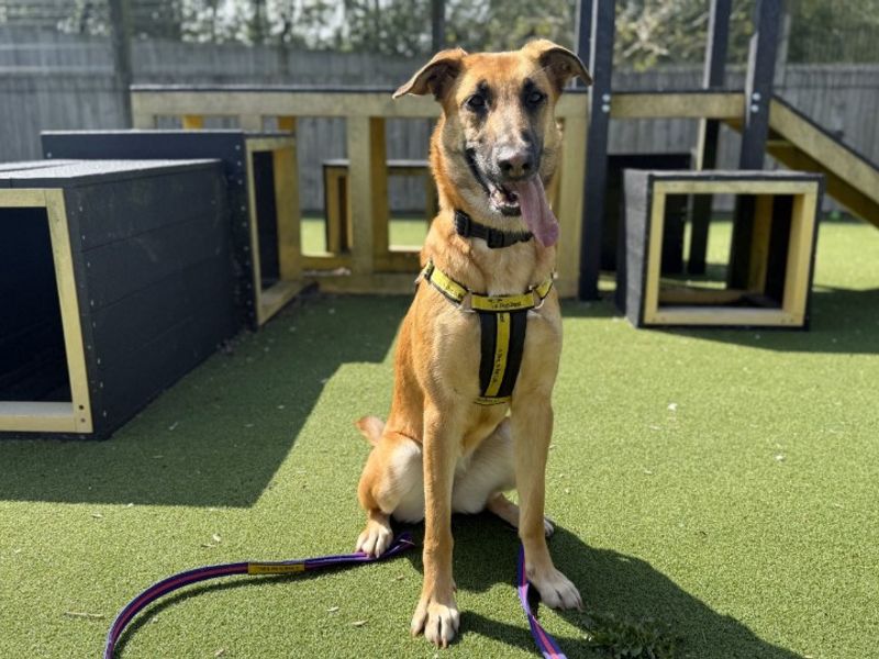 undefined | Belgian Shepherd Dog (Malinois) Cross | undefined - 2