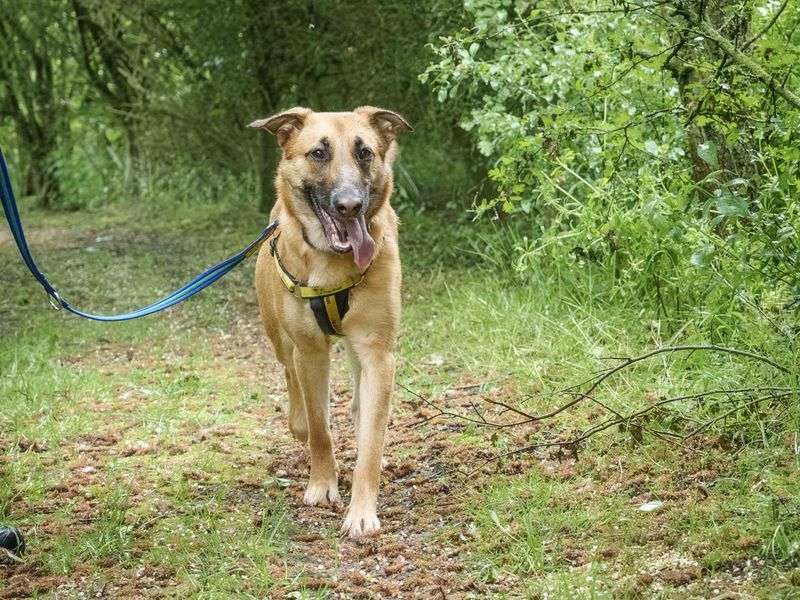 undefined | Belgian Shepherd Dog (Malinois) Cross | undefined - 3