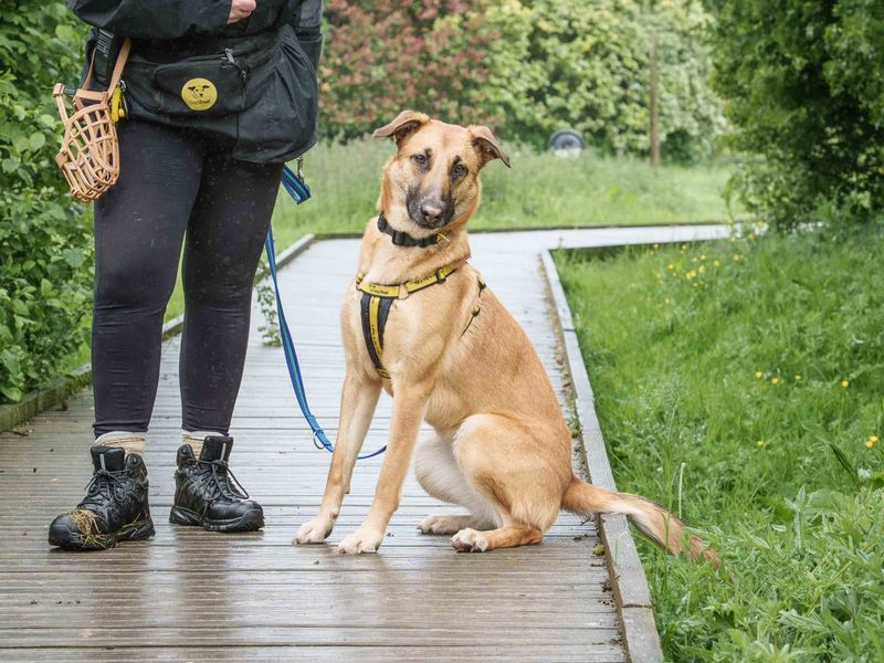undefined | Belgian Shepherd Dog (Malinois) Cross | undefined - 4