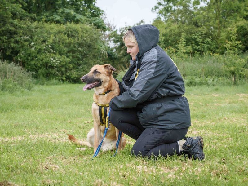 undefined | Belgian Shepherd Dog (Malinois) Cross | undefined - 6