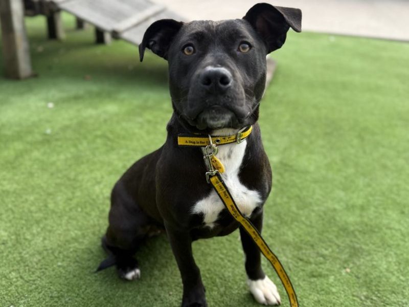 Staffordshire Bull Terrier Dogs And Puppies For Adoption
