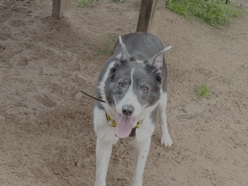 Border Collie Dogs And Puppies For Adoption