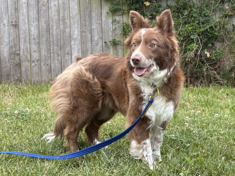 Border Collie Dogs And Puppies For Adoption