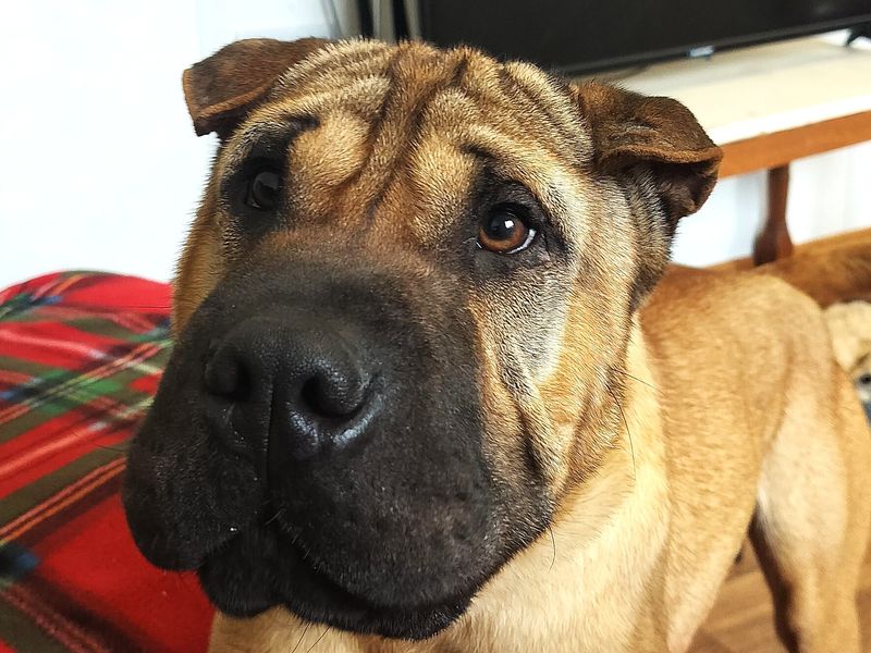Queso | Shar Pei Cross | Ballymena (Northern Ireland) - 1