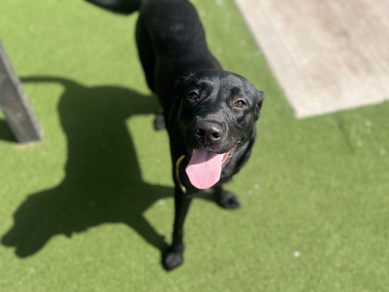 Ducky | Retriever (Labrador) | Cardiff - 1