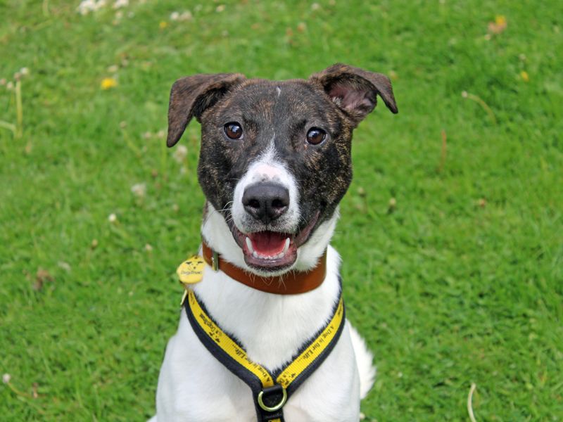 Quinn | Lurcher | Merseyside (Liverpool) - 1
