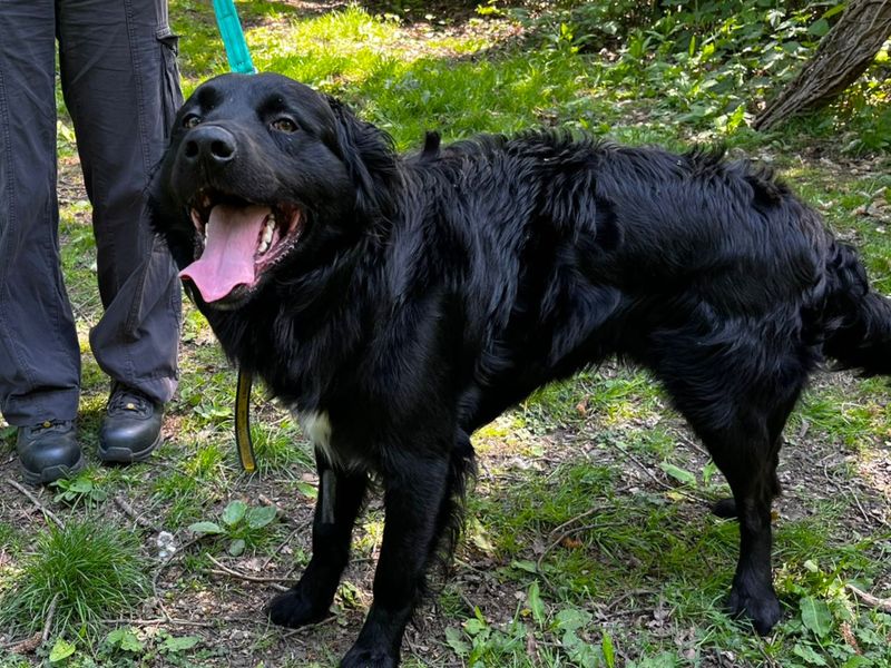 Quinton | Retriever (Flat Coated) | Canterbury - 1