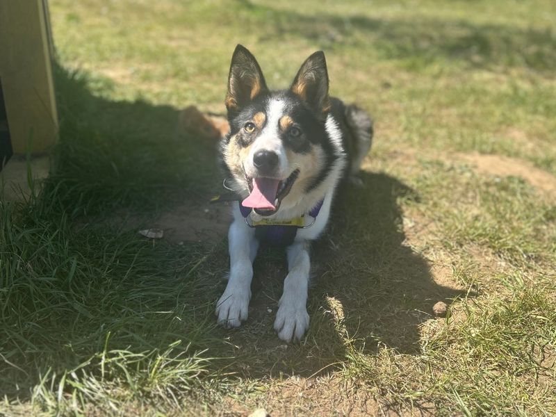 Border Collie Dogs And Puppies For Adoption