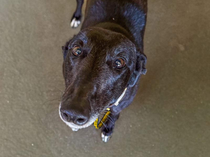 Quartz | Greyhound | Basildon (Essex) - 1