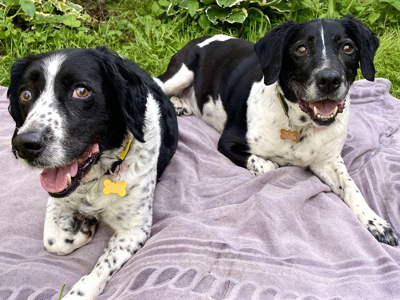Bertie & Nickey - Image 2 of 4