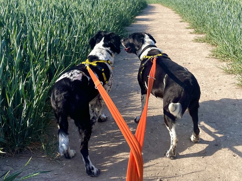 Bertie & Nickey - Image 3 of 4